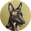 Broccoli (firstbroccoli.com) icon