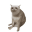 Cash Cat icon