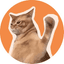 CatSlap icon