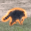 Jimothy The Raccoon icon