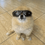 Kori The Pom icon
