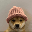 dogwifhat icon